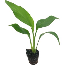 Live White Birds of Paradise Plant - 'White Birds of Paradise' Strelitzia nicolai - ragnaroc Tropical Plant 9-14” Tall - 5ct - Live Arrival Guaranteed - House Plants for Home Decor & Gift