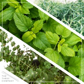 Live Aromatic and Healthy Herb Combo in Deco Cover - Breathe Better, Combo Includes Eucalpytus, Mint, and Rosemary, 12" Tall by 6" Wide in 1.25 Quart Pot