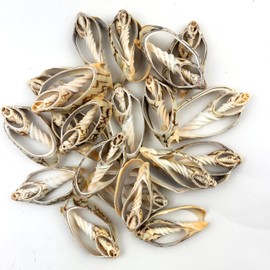 Heyiwell 20PC Center Cut Bat Volute Seashells for Shellcraft Home Decor 2.25"~3" Inch