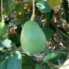 Tyler Farms 4 Bacon Avocado Seeds | USA Grown |