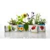 MacFlowers Small Growing Set with Cornflower Design White Edition Gift
