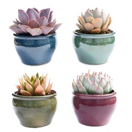Live Potted Succulents – Live Succulent Plants in Pots (Echeveria Collection)