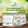 Outsidepride White Moss Rose Seeds - 5000 Pcs Annual, Drought
