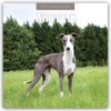 Whippets - Whippet - Britischer Windhund 2025 - 16-Monatskalender: Original