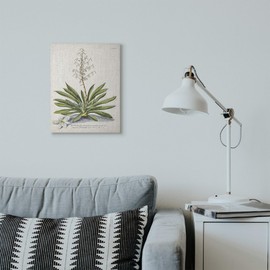 Stupell Industries Botanical Plant Illustration Ferns Vintage Design Canvas Wall Art, Multi-Color, Model Number: fap-213_cn_16x20