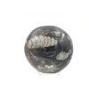 Steinfixx - Fantastic Orthoceras Ball - Beautiful Fossils in Granite