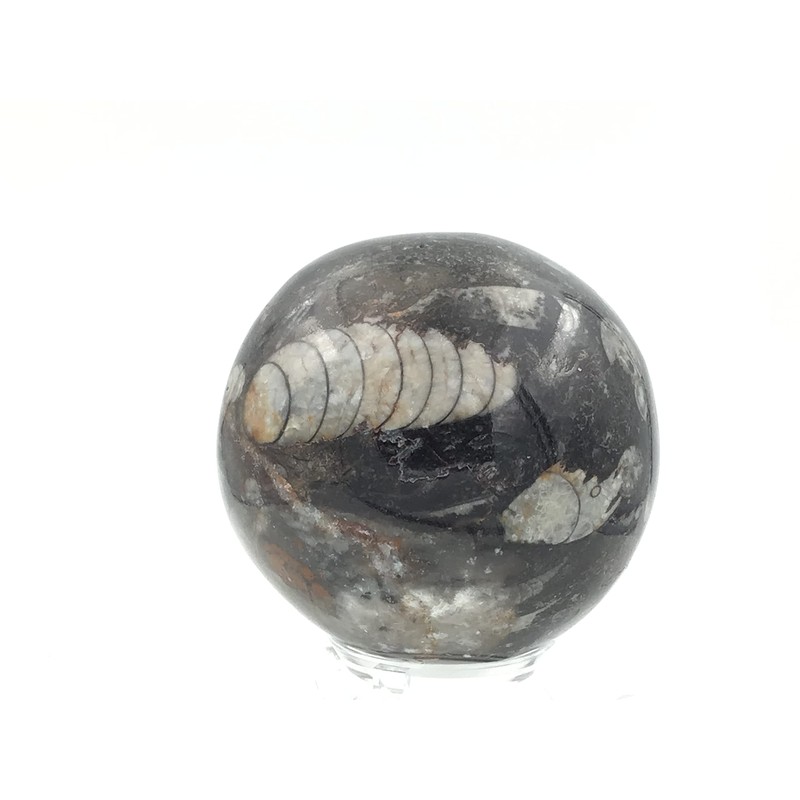 Steinfixx - Fantastic Orthoceras Ball - Beautiful Fossils in Granite