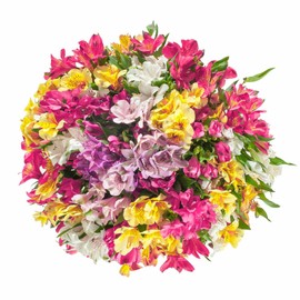 20 stem Alstroemeria / Peruvian Lilies Assorted Bqt - Fall Collection - KaBloom Prime Next Day - Gift for Birthday, Sympathy, Anniversary, Get Well, Thank You, Valentine, Mother’s Day Fresh Flowers