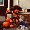 OLEQE 6 Piezas de Disfraz de Perro de Halloween Divertida