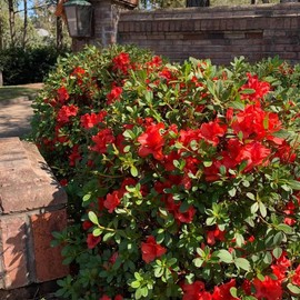 Encore Azalea Autumn Sunset (1 Gallon) Red - Orange Flowering Shrub - Full Sun Reblooming Live Outdoor Plant
