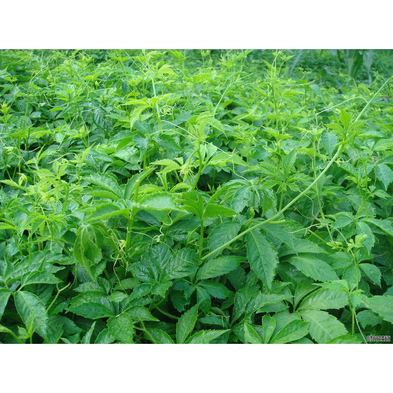 Green Hill Tea Jiaogulan Loose Leaf Tea - Caffeine-Free Ginseng