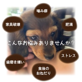 mochico Dog Chew Toy, Small, Set of 2, Additive-free, 100% Natural, Coffee Tree, Dental Care, Stress Care, Chewing Toy, Wood, Toothpaste, Bite Toy, Bite Wood, Caffeine Free