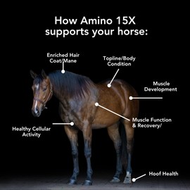 Amino 15X (3 lb) -Supports Healthy Muscle Function, Development and Repair in Horses