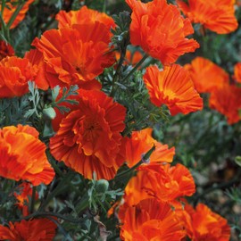 Outsidepride 100 Seeds Annual Eschscholzia California Poppy Copper Swirl Garden Flower Seeds