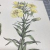 Botanical wood sorrel primrose spotted orchid for Paper cut 3D