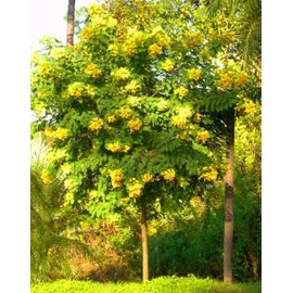 50 Senna Surattensis Seeds Cassia Glauca Senna sulfurea Glossy Shower. Gassiu surattensis Burm PeavyTailor