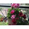 Freshcuts Martha Washington Geranium Pelargonium Mix Cuttings for rooting (6)