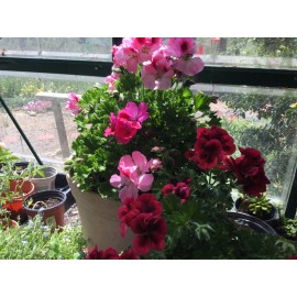 Freshcuts Martha Washington Geranium Pelargonium Mix Cuttings for rooting (6)