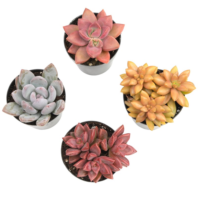 Altman Plants Desert Fire Live Succulents 4-Pack, Mini Plants Succulent