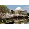 Tree 3 Pack of Yoshino Cherry Trees 6-12' in 3"