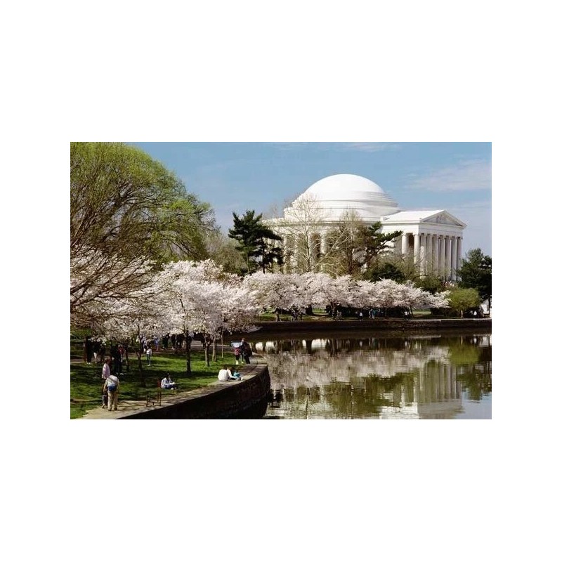 Tree 3 Pack of Yoshino Cherry Trees 6-12' in 3"