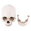 Human Skull Replica, 3-Piece Human Skull Model, Anatomical Model for
