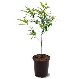 Nuttall Oak Tree, Adaptable, Deciduous, Shade Tree, Acorn Producing, 2-3 ft Tree Height, 1 gal. Nursery Pot (Due to Agricultural Laws, we Cannot Ship to CA, AZ, AK, or HI)