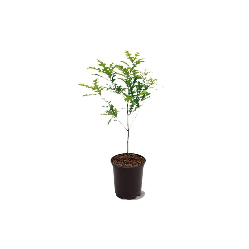 Nuttall Oak Tree, Adaptable, Deciduous, Shade Tree, Acorn Producing, 2-3