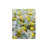 Lemon Sour Hard Candy Balls - 5lb Bulk Bag -