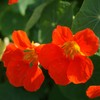 Outsidepride Nasturtium Spitfire Flower Seed - 200 Seeds