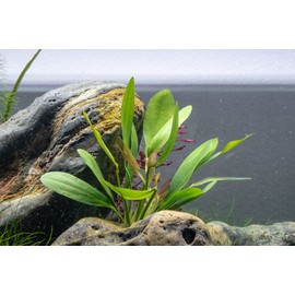 SubstrateSource Live Plants - Echinodorus ‘Red Rubin’ (Echinodorus sp.) - Medium to High Light, Red Green, Midground to Background, Freshwater Aquascaping Aquatic Plant - Pot