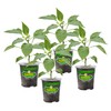 Bonnie Plants Red Bell Pepper Live Vegetable Plants - 4
