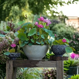 ZEshops 10pcs Mixed Color Bonsai Bowl Lotus Live Plants - Pre-Sprouted Non-GMO - Aquatic Beauties for Indoor and Outdoor Serenity Planting Instructions for Easy Grow - Great Gardening Gifts
