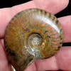 LapidaryCentral Flashy Red Polished Iridescent Ammonite with Flowering! 1.5-2 Inches!