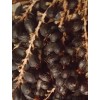 Fresh 50+ Seeds Washingtonia Filifera California Fan Palm #03, Fresh