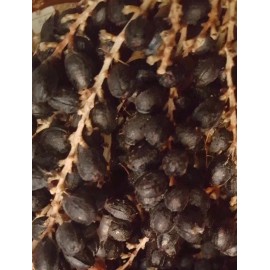 Fresh 50+ Seeds Washingtonia Filifera California Fan Palm #03, Fresh 2024 Seeds