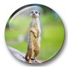 Merchandise for Fans 01 Fridge Magnets Meerkat Set of 6