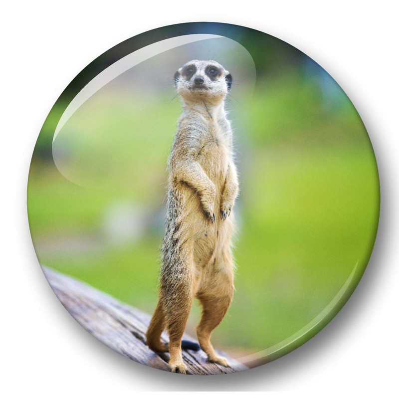 Merchandise for Fans 01 Fridge Magnets Meerkat Set of 6