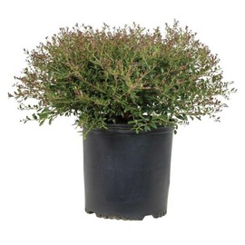 9.25 in. Pot - Yaupon Bordeaux Dwarf Holly