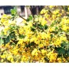 PeavyTailor 50 Yellow Lilac Seeds Fragrant Flower Shrub Bush Japanese