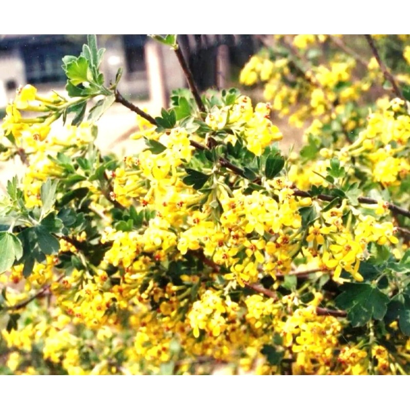 PeavyTailor 50 Yellow Lilac Seeds Fragrant Flower Shrub Bush Japanese