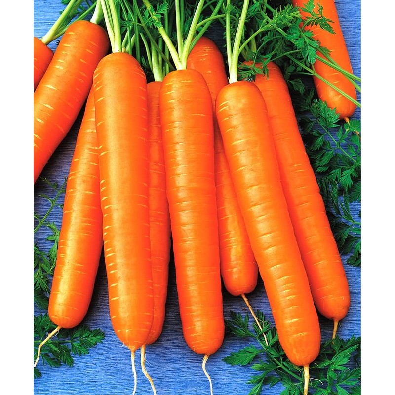 RAISE ME UP: Seeds Carrot Tip Top Non GMO Heirloom