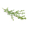 Knotgrass Herb (Polygonum Aviculare L.) - Health Embassy - 100%
