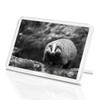 1 x Fridge Magnet - Cute Badger Wildlife Animal #36686