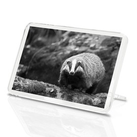 1 x Fridge Magnet - Cute Badger Wildlife Animal #36686