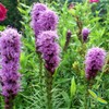 Herb To Body Hyssop Herb Powder | Hyssopus Officinalis |