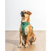 Wild One Harness 2.0 - Medium - Spruce, Green
