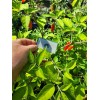 Aji Strawberry Drop Hot Pepper 25-Seeds 50,000+ Scoville Unique Creek