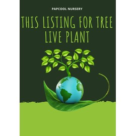 Triple Crown BlackBerry, Thornless BlackBerry Plants, 10 Ct