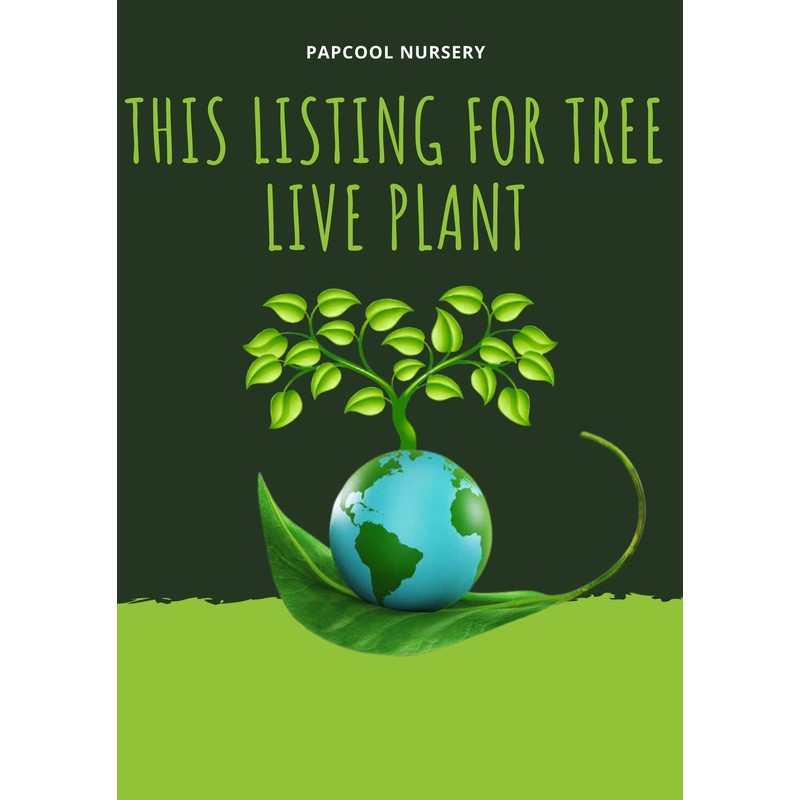 Triple Crown BlackBerry, Thornless BlackBerry Plants, 10 Ct